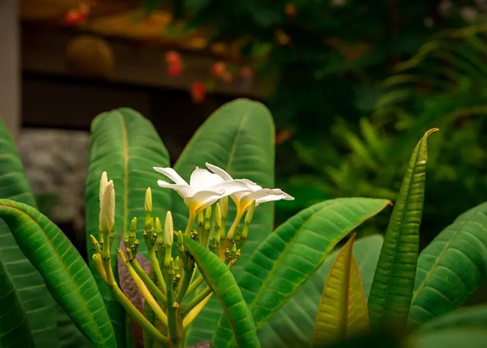 Hotel Zen Garden - Adults Only Tamarindo