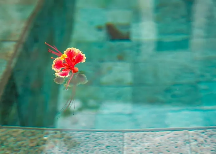 Zen Garden - Adults Only 3* Tamarindo